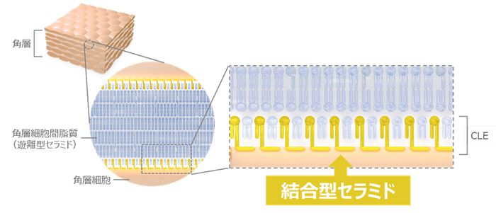 図１　角層における結合型セラミドの局在イメージ