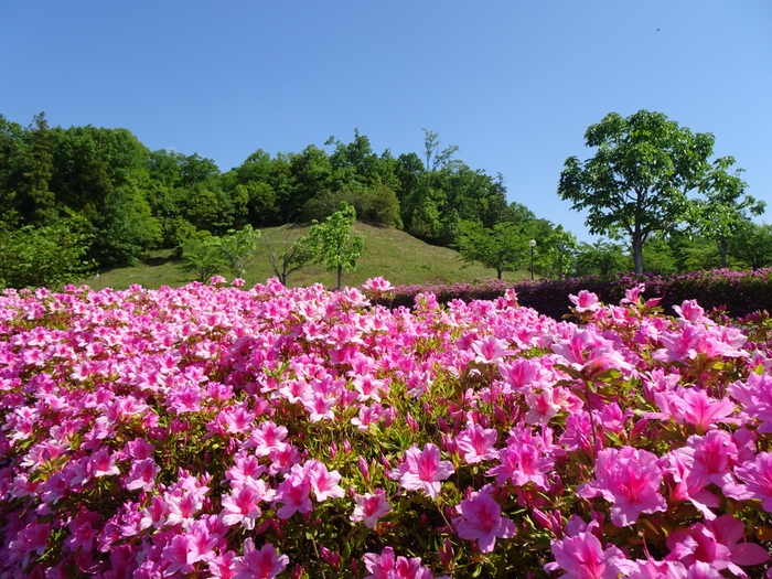 養蜂に役立った蜜源（オオムラサキツツジ）