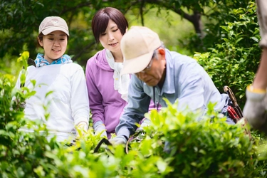 生産者の平均年齢75歳 後継者ほぼゼロ　 消えゆく阿波晩茶　若者の収穫体験5年で4倍　 阿波晩茶 収穫体験ツアー7/24～26開催