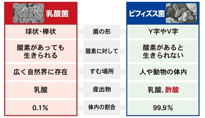 体内にすむ善玉菌のほとんどがビフィズス菌。乳酸菌からは産出されない酢酸を出し、健康により貢献します