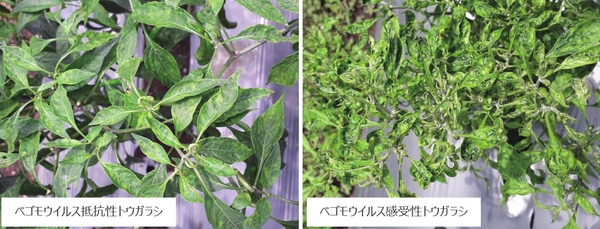 トウガラシに見られるベゴモウイルス抵抗性の違い　ベゴモウイルス抵抗性トウガラシBaPep-5はベゴモウイルス感受性トウガラシBaPep-4よりもベゴモウイルスによる病気の症状が軽い