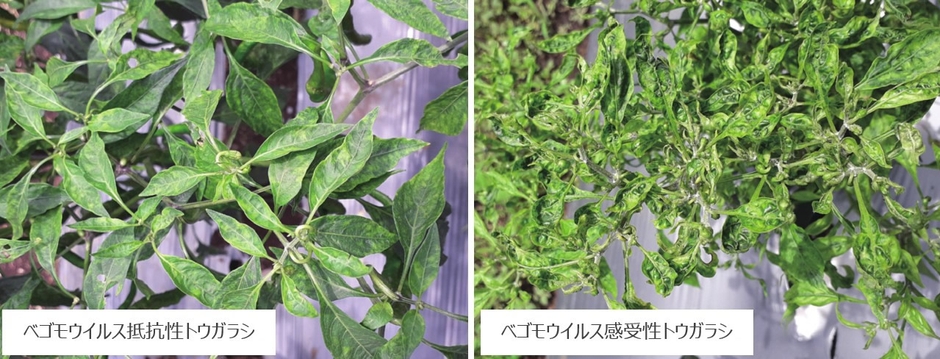 トウガラシに見られるベゴモウイルス抵抗性の違い ベゴモウイルス抵抗性トウガラシBaPep-5はベゴモウイルス感受性トウガラシBaPep-4よりもベゴモウイルスによる病気の症状が軽い