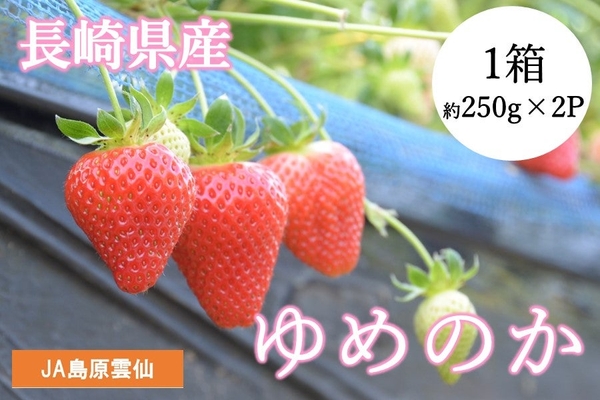 長崎県産いちご「ゆめのか」