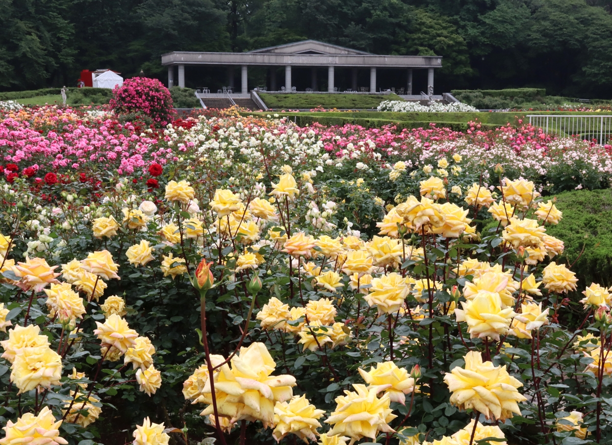 神代植物公園「春のバラフェスタ」～世界の名花が織りなすハーモニー～　いよいよ明日(5/8)よりスタート！