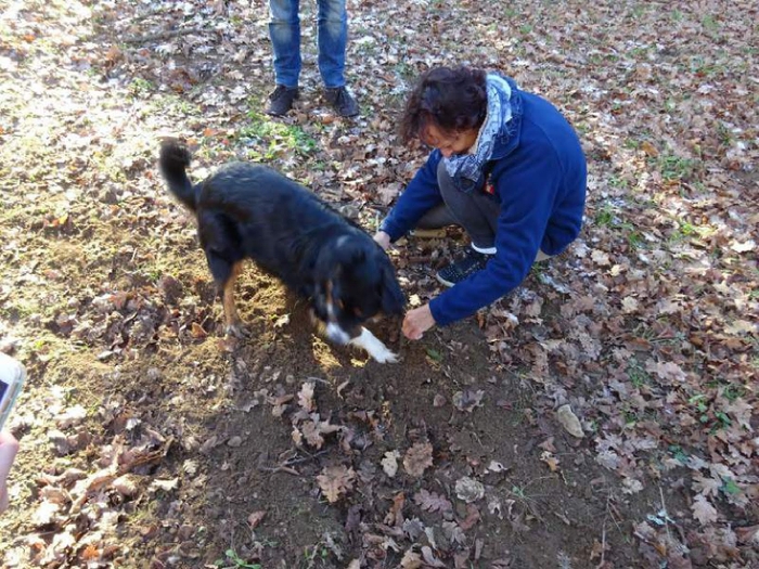 トリュフ犬