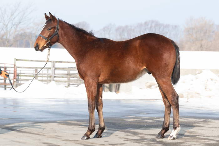 ロードカナロア産駒1歳牡馬会員権1口