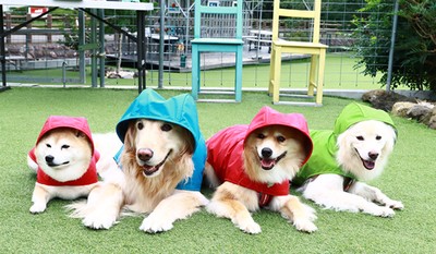 「DeLoreans犬用レインコート」