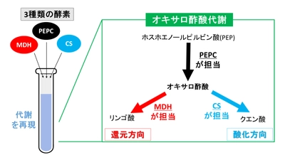 ラン藻の代謝の一部を試験管内で再現することに成功 ～ラン藻のクエン酸回路の“方向”に影響を及ぼす重要な因子を発見～