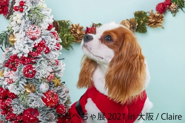 1年ぶり大阪「鼻ぺちゃ展 2021」はチャウチャウなどレア犬作品 初登場で12/10～ 開催！クリスマス限定フォトスポット＆特典も