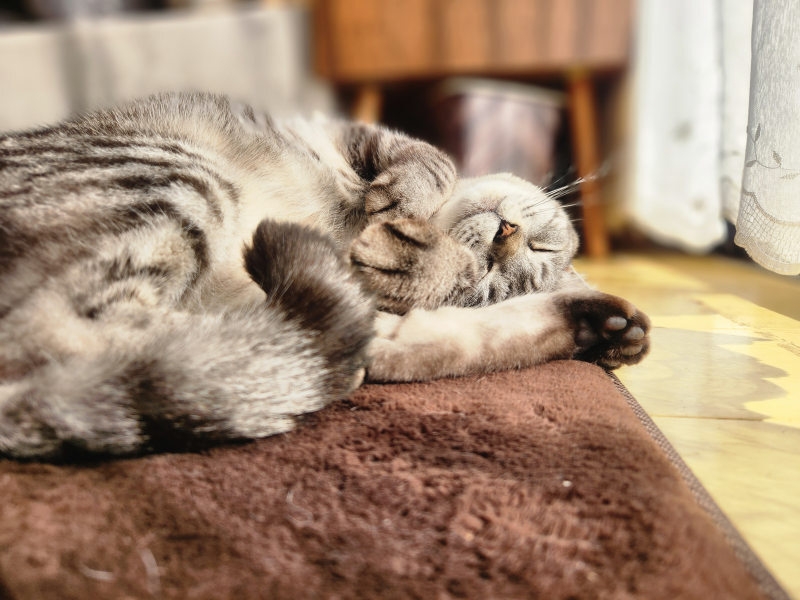 ネコ(イメージ画像)