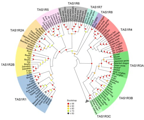 図1 味覚受容体TAS1R遺伝子の系統樹と新たな分類体系　全てのTAS1R遺伝子群は11グループに分けられる。
