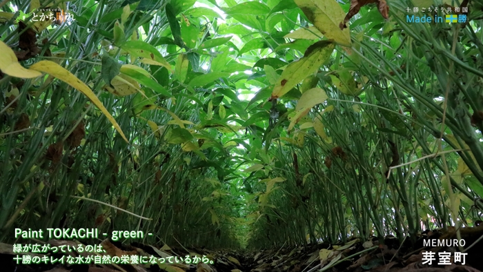 -green-　芽室町