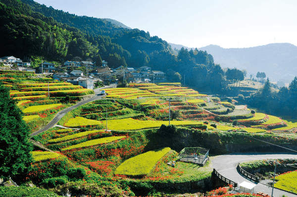 江里山の棚田