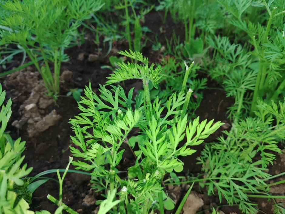 地元の旬野菜　人参