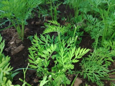 地元の旬野菜　人参