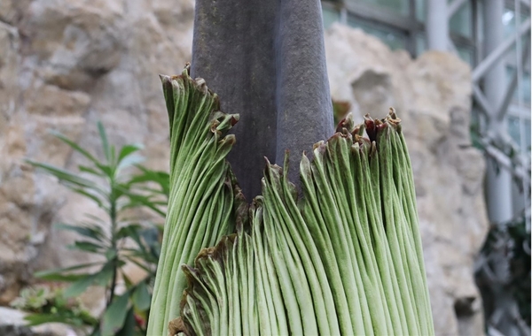 ショクダイオオコンニャク開花が始まった様子（令和７年６月３日13時時点）