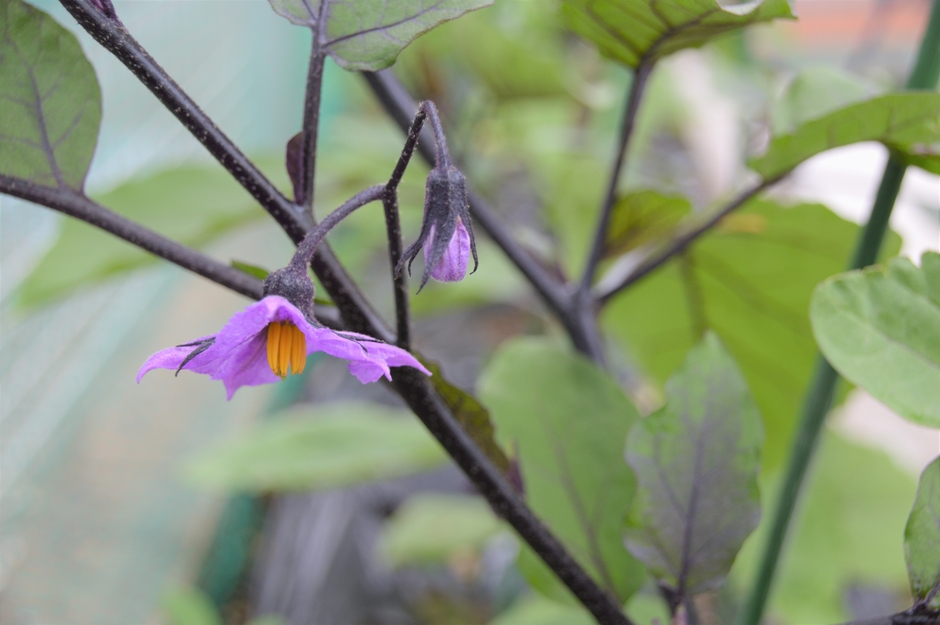 茄子の花
