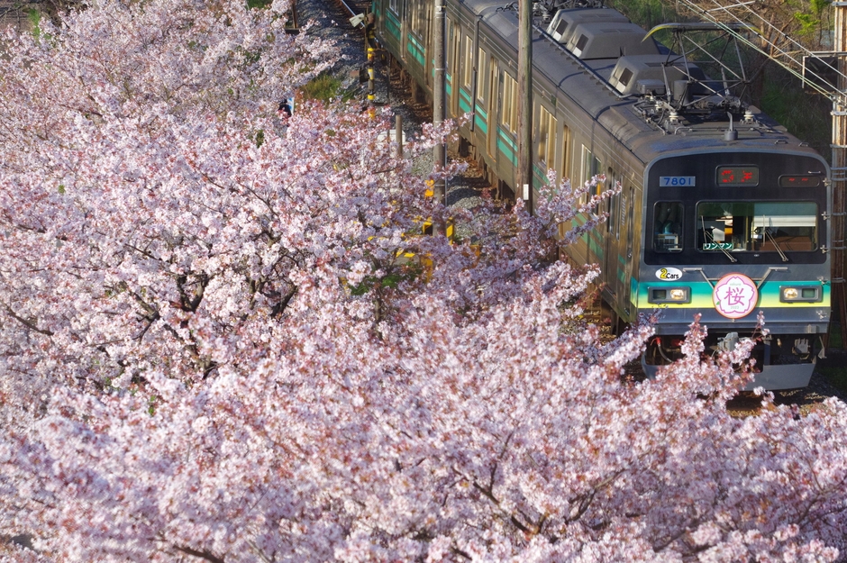 第22回秩父鉄道写真コンテスト 車両部門 推薦(秩父鉄道社長賞)作品 ※行田市内で撮影された作品