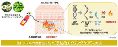 研究成果の概要
