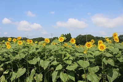 背丈が1.5～2mくらいの大きなひまわり