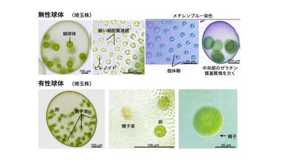 図3. ヒスイボルボックスの無性球体と有性球体(埼玉株)。無性球体の形態的特徴と雌雄同体型の有性生殖様式はVolvox dissipatrixと共通していた。
