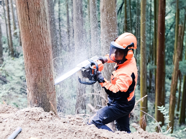 間伐は、森林の健全な生育のために行われる大切な作業