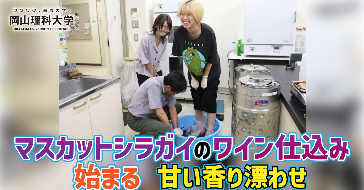 【岡山理科大学】マスカットシラガイのワイン仕込み始まる／甘い香り漂わせ
