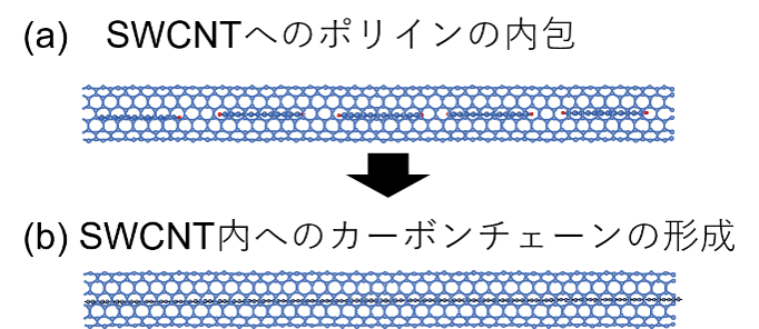 図３　SWCNT内への(a) ポリインの内包と(b) カーボンチェーンの形成