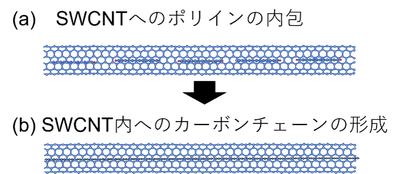 図3 SWCNT内への(a) ポリインの内包と(b) カーボンチェーンの形成