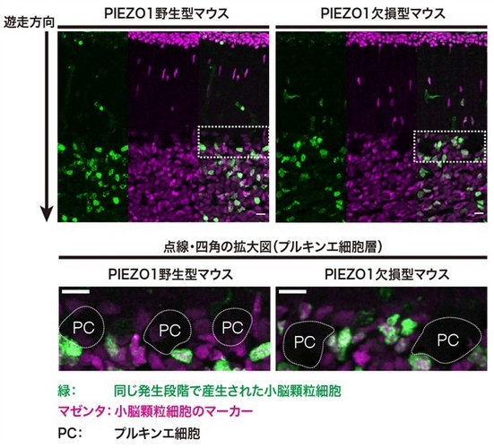 図2　PIEZO1野生型マウスおよびPIEZO1欠損型マウスの小脳切片における小脳顆粒細胞の遊走の比（スケールバーは10μm）