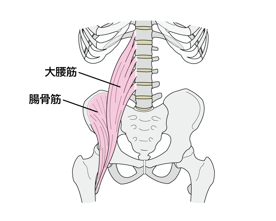 02_腸腰筋の解剖図