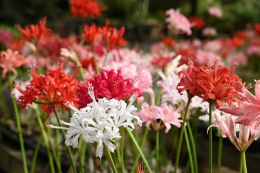 ダイヤモンドリリーの販売が始まりました（加茂荘花鳥園・静岡県掛川市）