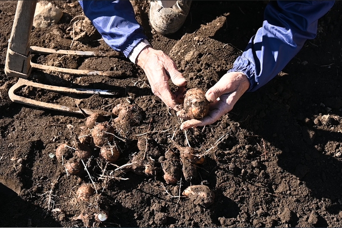 ①掘った芋を1つずつほぐします