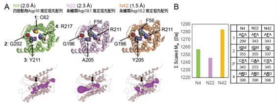 図2　推定祖先配列を用いたAqp10の分子計算による細孔構造予測と孔径、および細孔を形成するアミノ酸残基の分子量。（A）予測構造（上）と細孔予測（下）。各半径は上にある括弧内に記載。（B）ar/R選択フィルターを構成するアミノ酸残基の分子量の総和の比較。