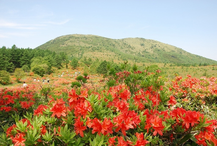 湯ノ丸山とつつじ平