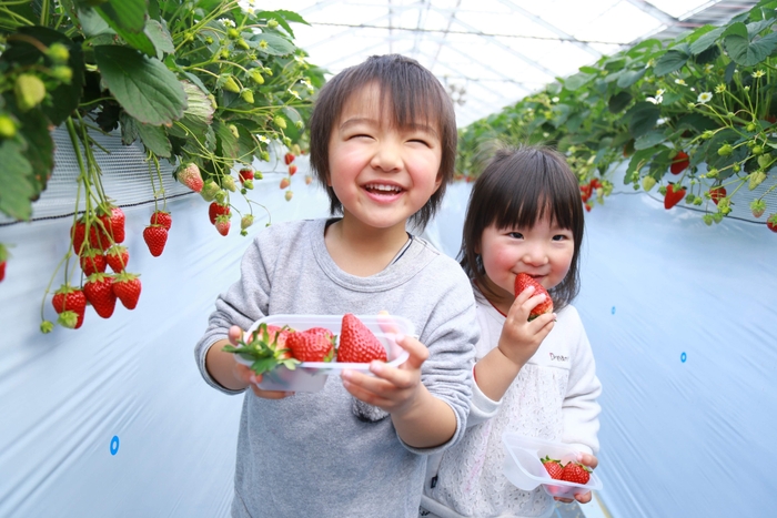 いちご狩り　イメージ