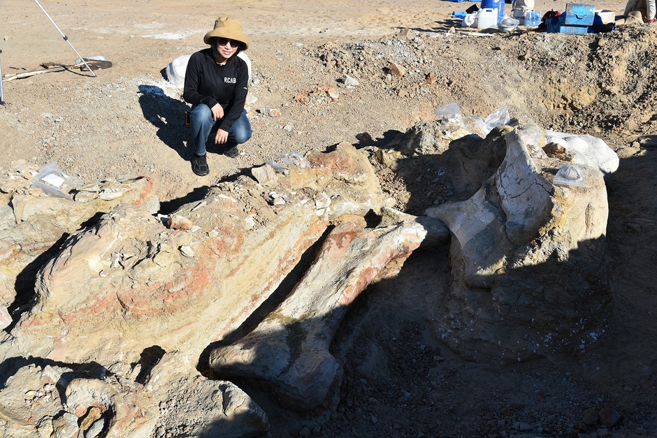 竜脚類の骨格化石の発掘状況
