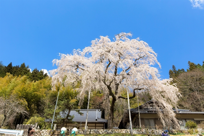 大安寺