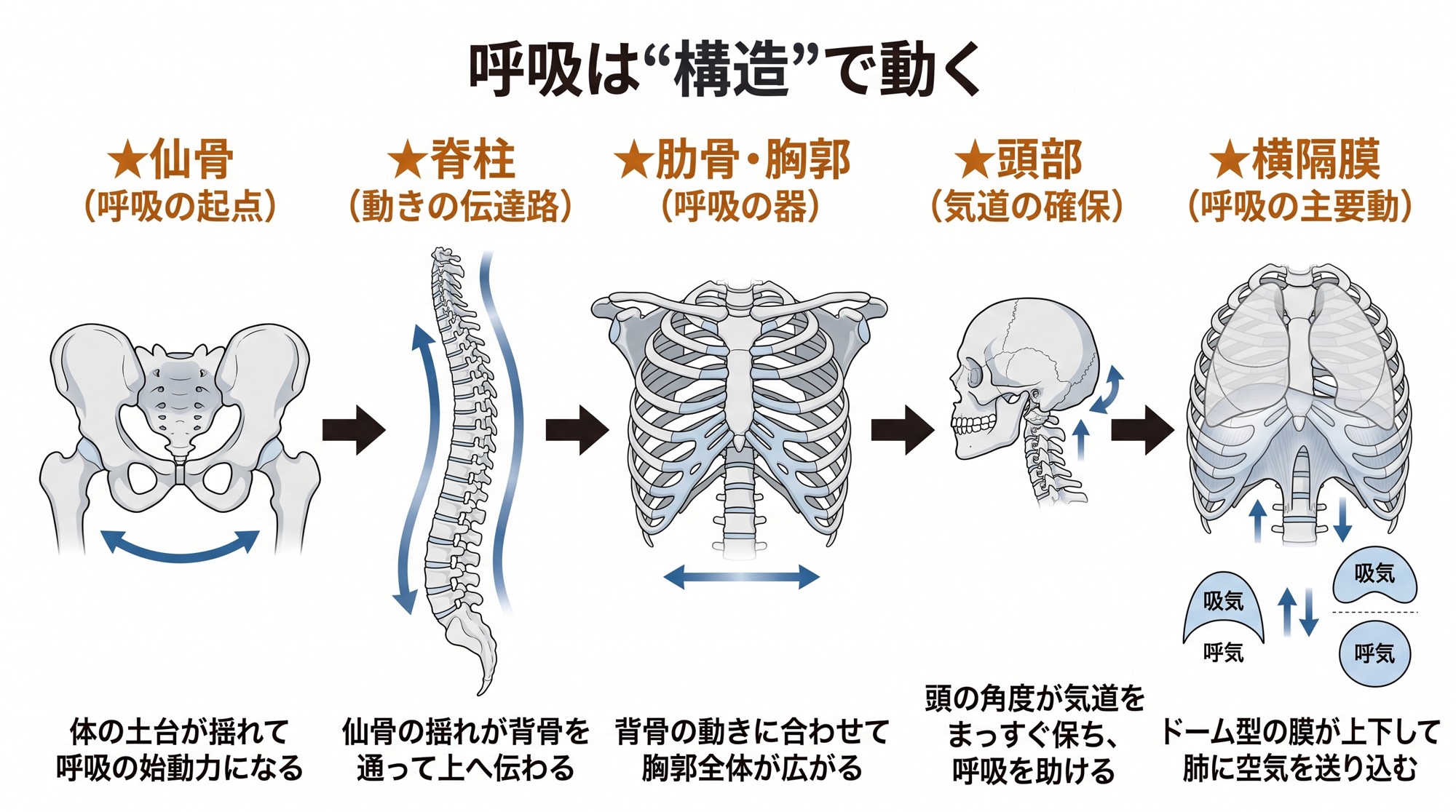 睡眠の質の正体新シリーズ：第2回──深く眠れているように見える｜爆睡型は"低酸素のまま眠る構造　"呼吸で決まる"脳が休める条件"