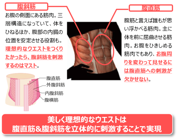 美しく理想的なウエストメイクのためには腹直筋・腹斜筋の両方を立体的にカバーしたパッドであることが必要