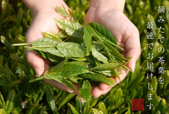 摘みたての新茶