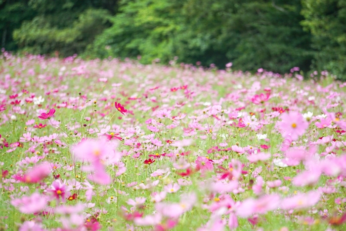 一面に咲くコスモス：センセーション。