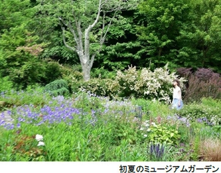 六甲オルゴールミュージアム ミュージアムガーデン オオデマリの咲くテラスで過ごす！ ～初夏の花々が開花中です～