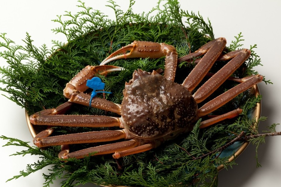 茹でる前の松葉ガニ。甲羅は茹でると赤く変わる(写真はイメージ/但馬漁業協同組合津居山支所より提供)