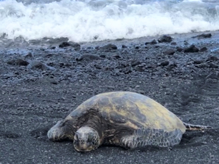 Black sand beachでウミガメに会える！