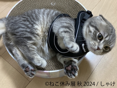 展示作品1