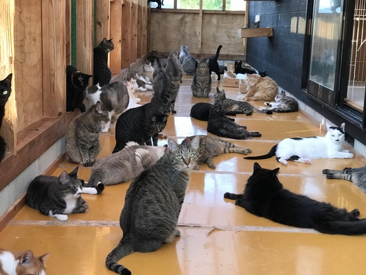 106匹の保護猫と3頭の保護犬のシェルター存続プロジェクト　 CAMPFIREにて9月30日までクラウドファンディングを実施