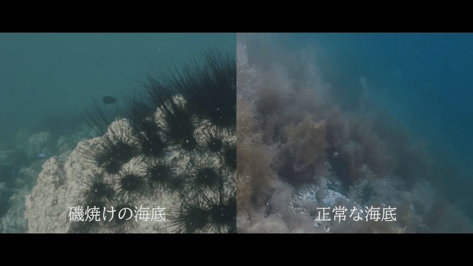 磯焼けした海底と、正常な海底。磯焼け下海は海藻が消失し、ガンガゼ(棘に毒を有するウニ)に占拠されている。