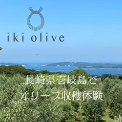 長崎県壱岐島にある壱岐オリーブ園にて 10月10日よりオリーブの収穫体験を開催　 搾りたてオリーブオイル(無濾過)の試飲も体験可能！