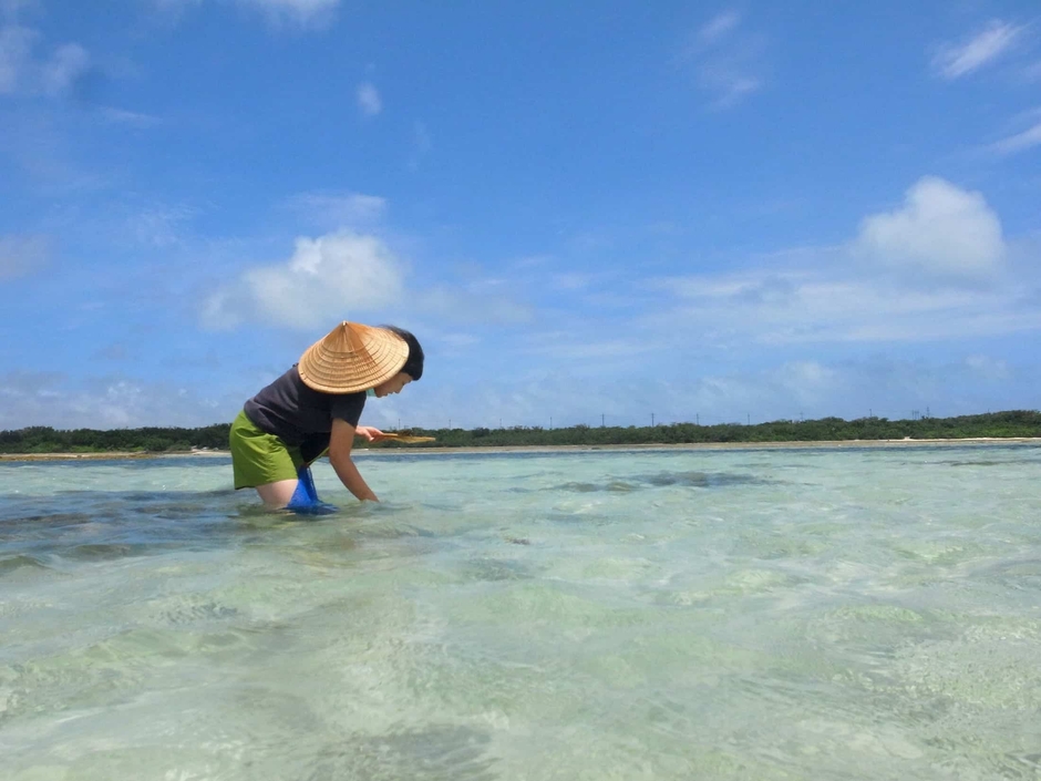 もずく収穫の様子